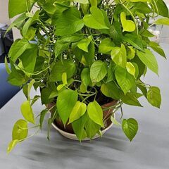 只今お取引中。観葉植物差し上げます。