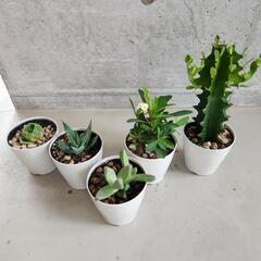 多肉植物５点セットの画像