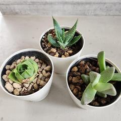 多肉植物５点セットの画像