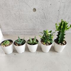 多肉植物５点セット