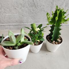 多肉植物５点セットの画像