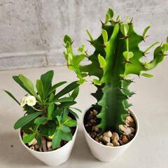 多肉植物５点セットの画像