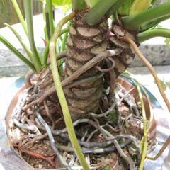 🪴植物　セロームの画像