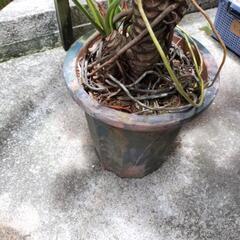 🪴植物　セロームの画像