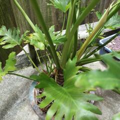 🪴植物　セロームの画像