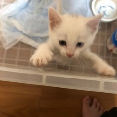 至急里親募集中