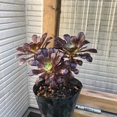 《お取引中》アエオニウム　黒法師の画像