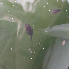 豆パール（（ちょうちんパールの稚魚、（ピンポンパールのフナ尾））の画像