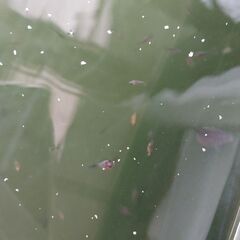 豆パール（（ちょうちんパールの稚魚、（ピンポンパールのフナ尾））の画像