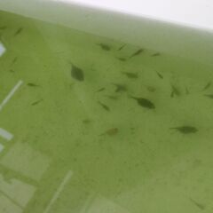 豆パール（（ちょうちんパールの稚魚、（ピンポンパールのフナ尾））の画像