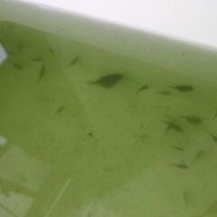 豆パール（（ちょうちんパールの稚魚、（ピンポンパールのフナ尾））の画像