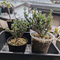 トリコディアデマ ブルボスム 姫紅小松 多肉 メセン 塊根植物