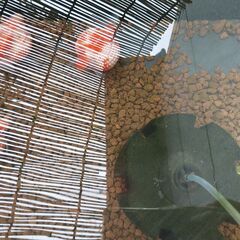 豆パール（（ちょうちんパールの稚魚、（ピンポンパールのフナ尾））の画像