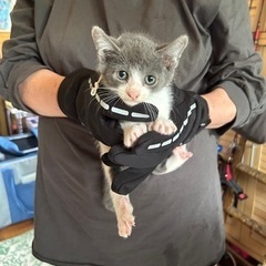 子猫5匹と母猫保護しました