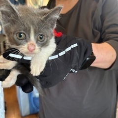 子猫5匹と母猫保護しました