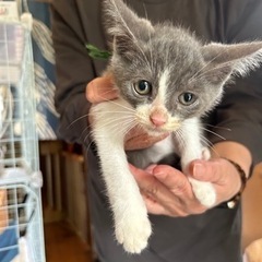 子猫5匹と母猫保護しました