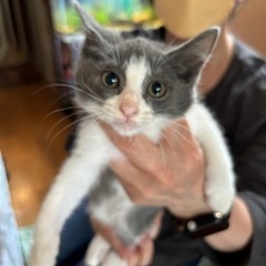 子猫5匹と母猫保護しました