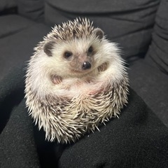 食欲旺盛なハリネズミ