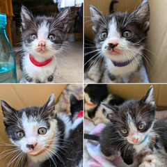 【里親募集】生後2ヶ月の6匹の子猫と母猫