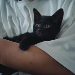黒猫姉妹