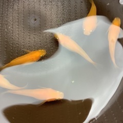楊貴妃　メダカ　稚魚　５匹の画像