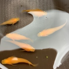 楊貴妃　メダカ　稚魚　５匹の画像