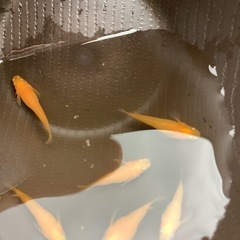 楊貴妃　メダカ　稚魚　５匹の画像