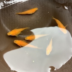 楊貴妃　メダカ　稚魚　５匹の画像