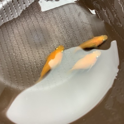楊貴妃　ダルマメダカ　１０匹