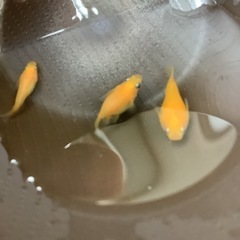 久万楊貴妃媛メダカ　１０匹の画像