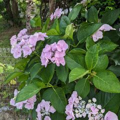 アジサイ １の画像