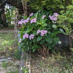 アジサイ １