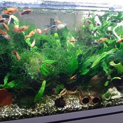 熱帯魚　プラティー5匹~10匹