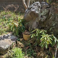 庭石