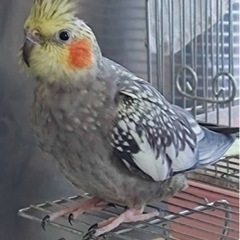 【オカメインコ夫婦】2羽とも引き取って頂ける方のみです。