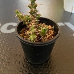 塊根植物　多肉植物　ユーフォルビア　レネウトニー