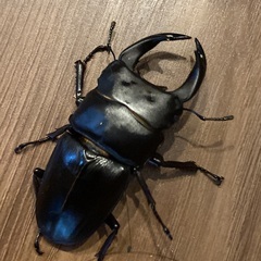 Mオオクワガタ　オス