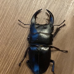 Mオオクワガタ　オスの画像