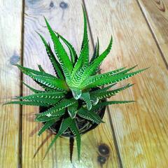 多肉植物:白蝶の画像