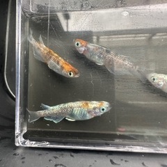 メダカ【花魁】　成魚　②ペア　(サバンナ様血統) 産卵中の画像