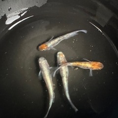 メダカ【花魁】　成魚　②ペア　(サバンナ様血統) 産卵中の画像