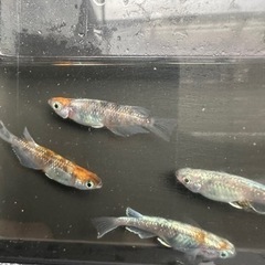 メダカ【花魁】　成魚　②ペア　(サバンナ様血統) 産卵中の画像