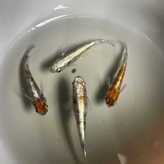 メダカ【花魁】　成魚　②ペア　(サバンナ様血統) 産卵中の画像