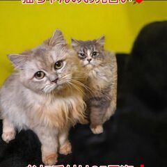 里親募集中！生後６ヵ月サイベリアン♂♀ブルータビー(⋈◍＞◡＜◍...