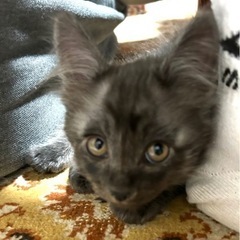 2ヶ月の子猫ほしい方〜決まりました。