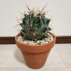 フェロカクタス