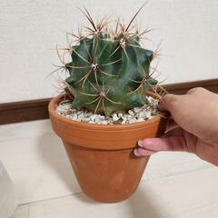 フェロカクタスの画像