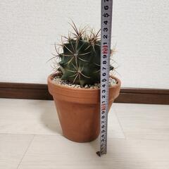 フェロカクタスの画像