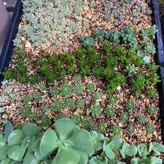 
多肉植物　数種類セット　お得