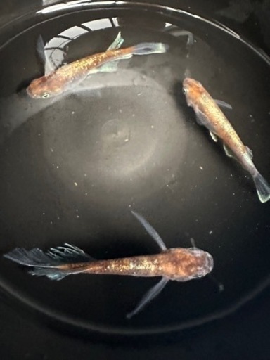 メダカ【朱光菊ＲＬＦ】　成魚種親　①ペア＋ヘテロ♀１(菊間メダカ様血統)　計３匹